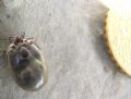 Ixodes ricinus